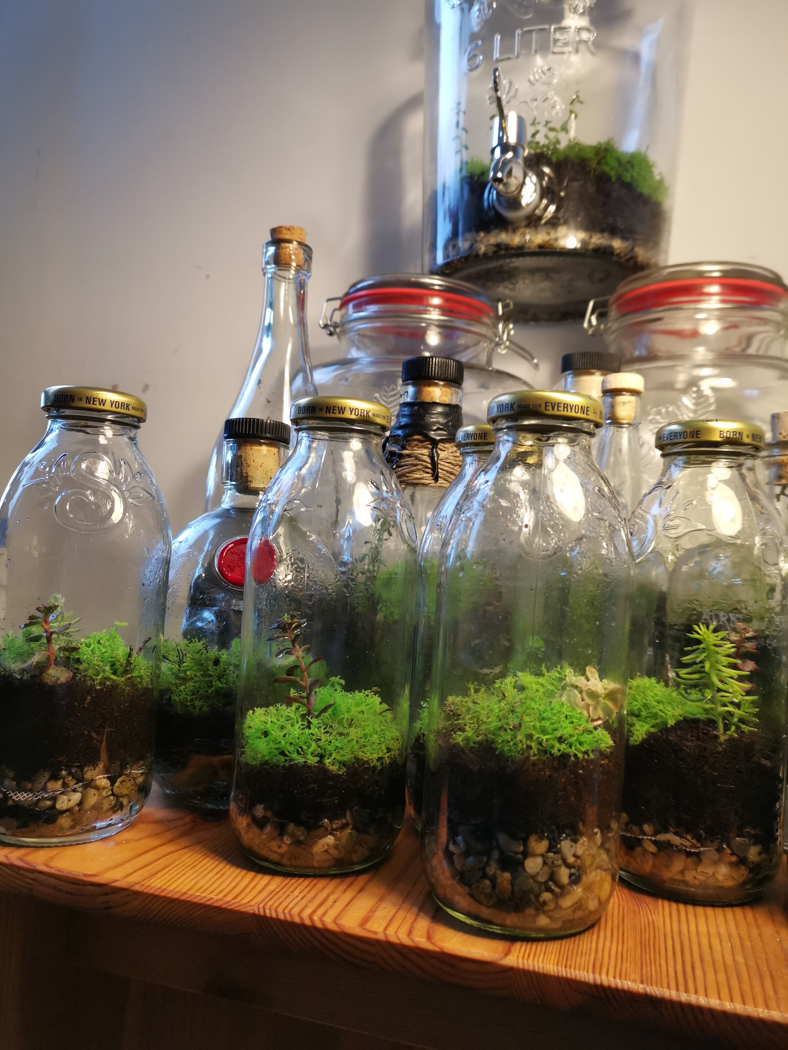 Terrariums - Declan McLaren